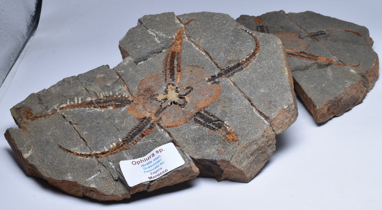 OPHIURA SPECIMEN, BRITTLE STAR, ZAGORA, MOROCCO F348