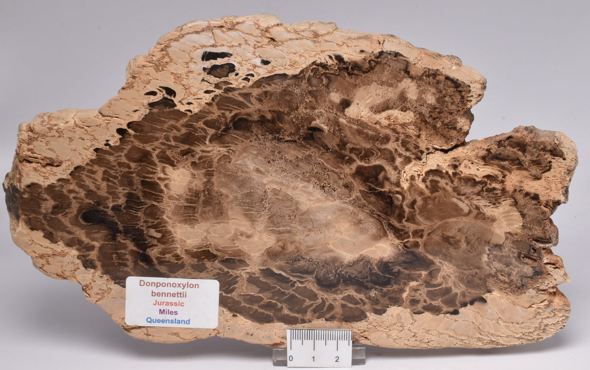 DONPONOXYLON BENNETTII, JURASSIC, QUEENSLAND, AUSTRALIA S55