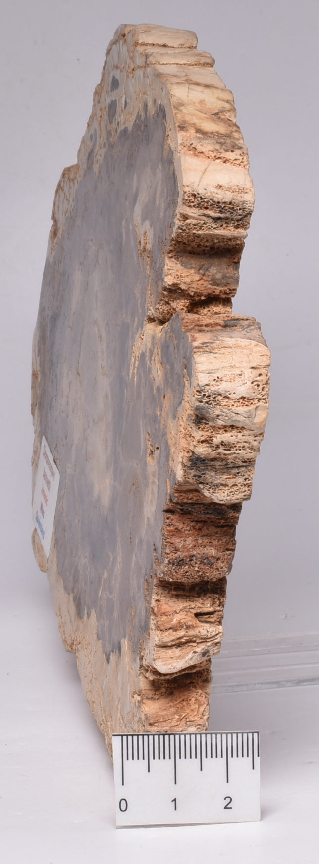 DONPONOXYLON BENNETTII, JURASSIC, QUEENSLAND, AUSTRALIA S55