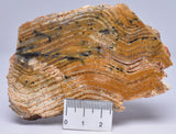 Stromatolite STRELLEY POOL SLICE, 3.4byo, Australia S58
