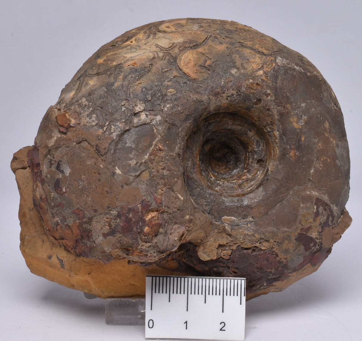 AMMONITE JURESANITES JACKSONI, WESTERN AUSTRALIA F321