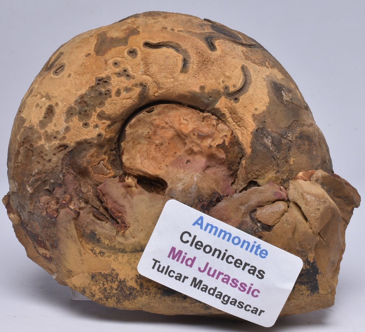 AMMONITE JURESANITES JACKSONI, WESTERN AUSTRALIA F321