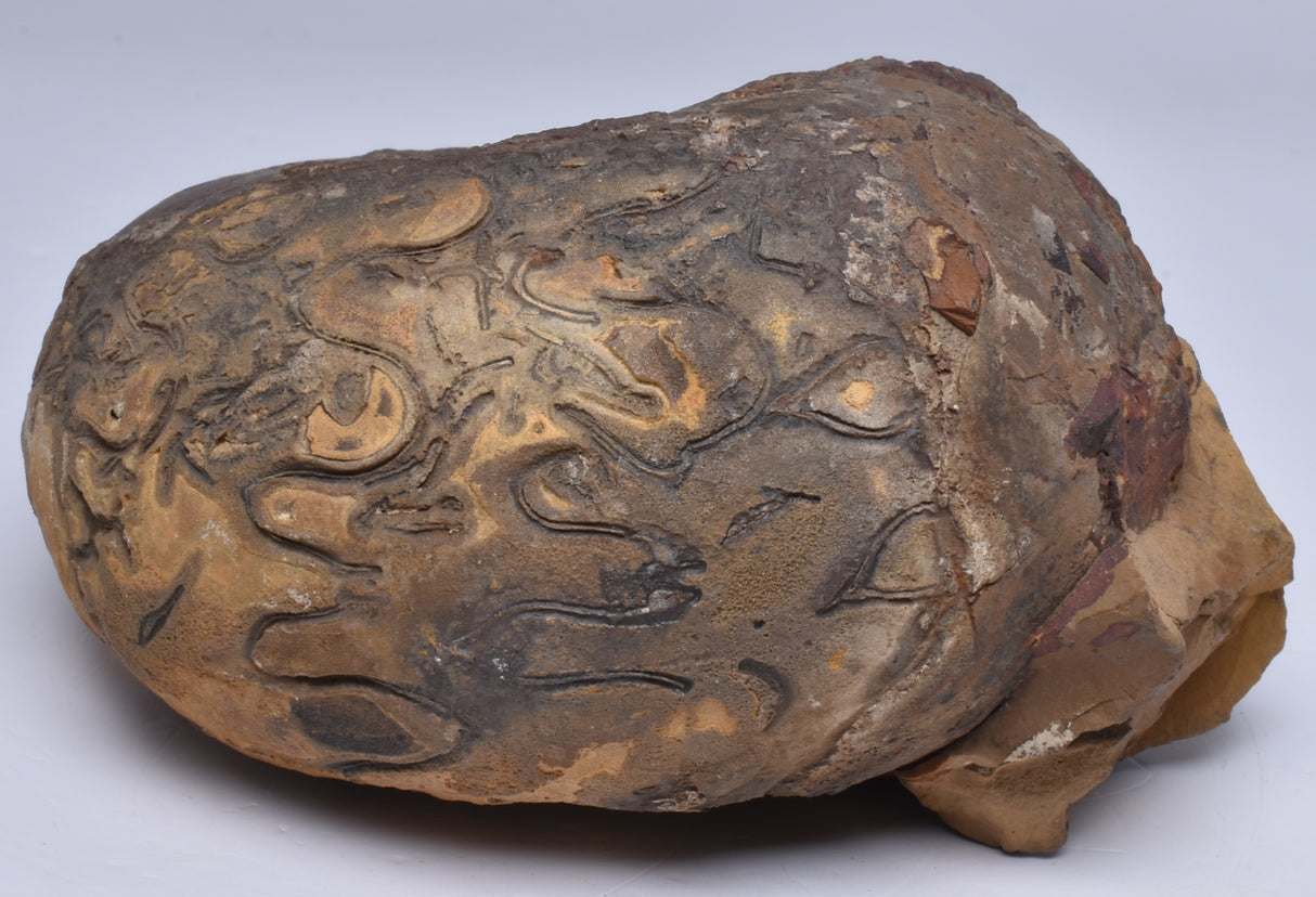 AMMONITE JURESANITES JACKSONI, WESTERN AUSTRALIA F321