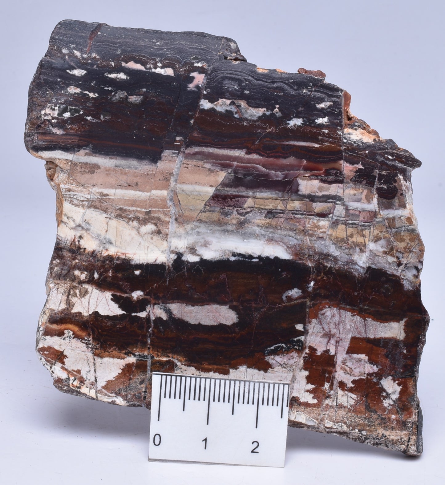 STROMATOLITE from the Jerrinah Formation, Pilbara, Western Australia S65