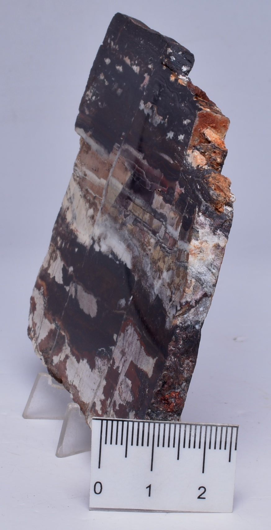 STROMATOLITE from the Jerrinah Formation, Pilbara, Western Australia S65