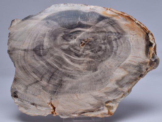 CASUARINA PETRIFIED FOSSIL WOOD, late Oligocene, Queensland Australia S204