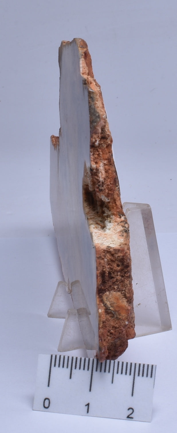 MICROBIAL MAT, Stromatolite Fossil STRELLEY POOL SLICE, S30