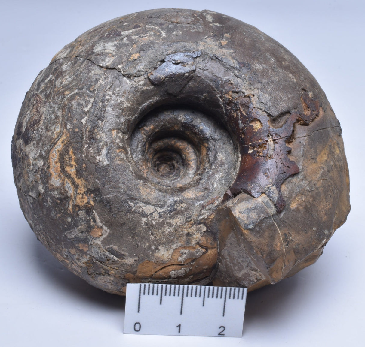 AMMONITE JURESANITES JACKSONI, WESTERN AUSTRALIA F324