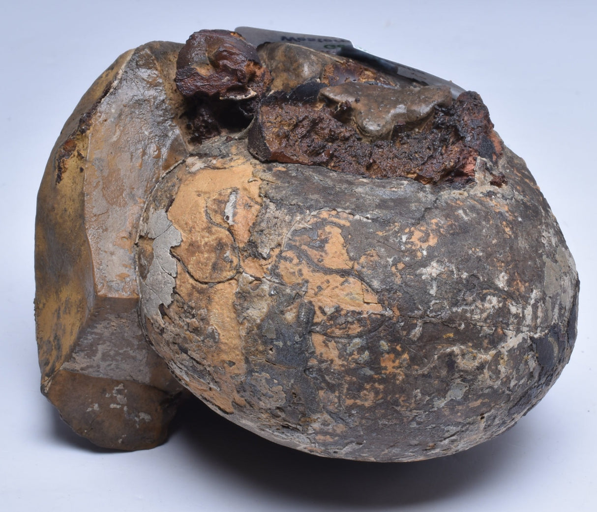 AMMONITE JURESANITES JACKSONI, WESTERN AUSTRALIA F324