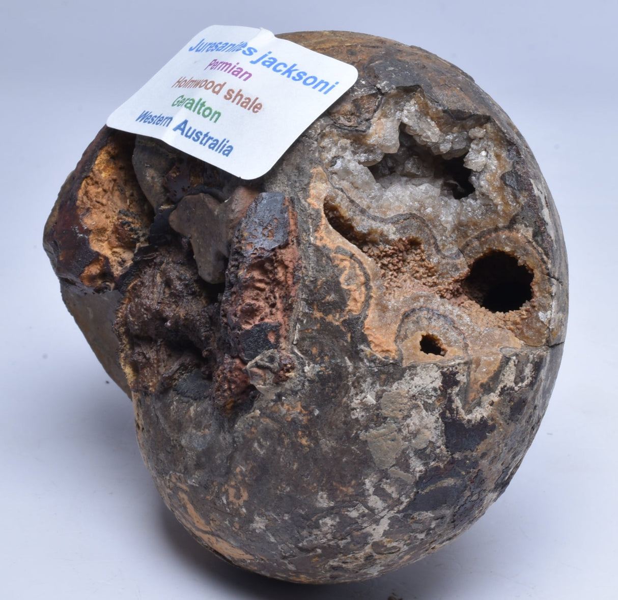 AMMONITE JURESANITES JACKSONI, WESTERN AUSTRALIA F324