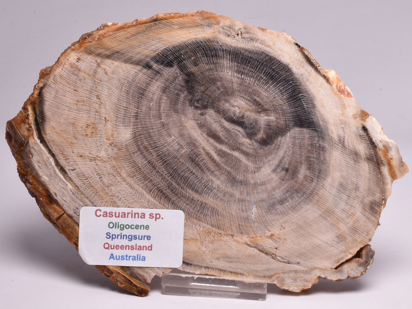 CASUARINA PETRIFIED FOSSIL WOOD, late Oligocene, Queensland Australia S79