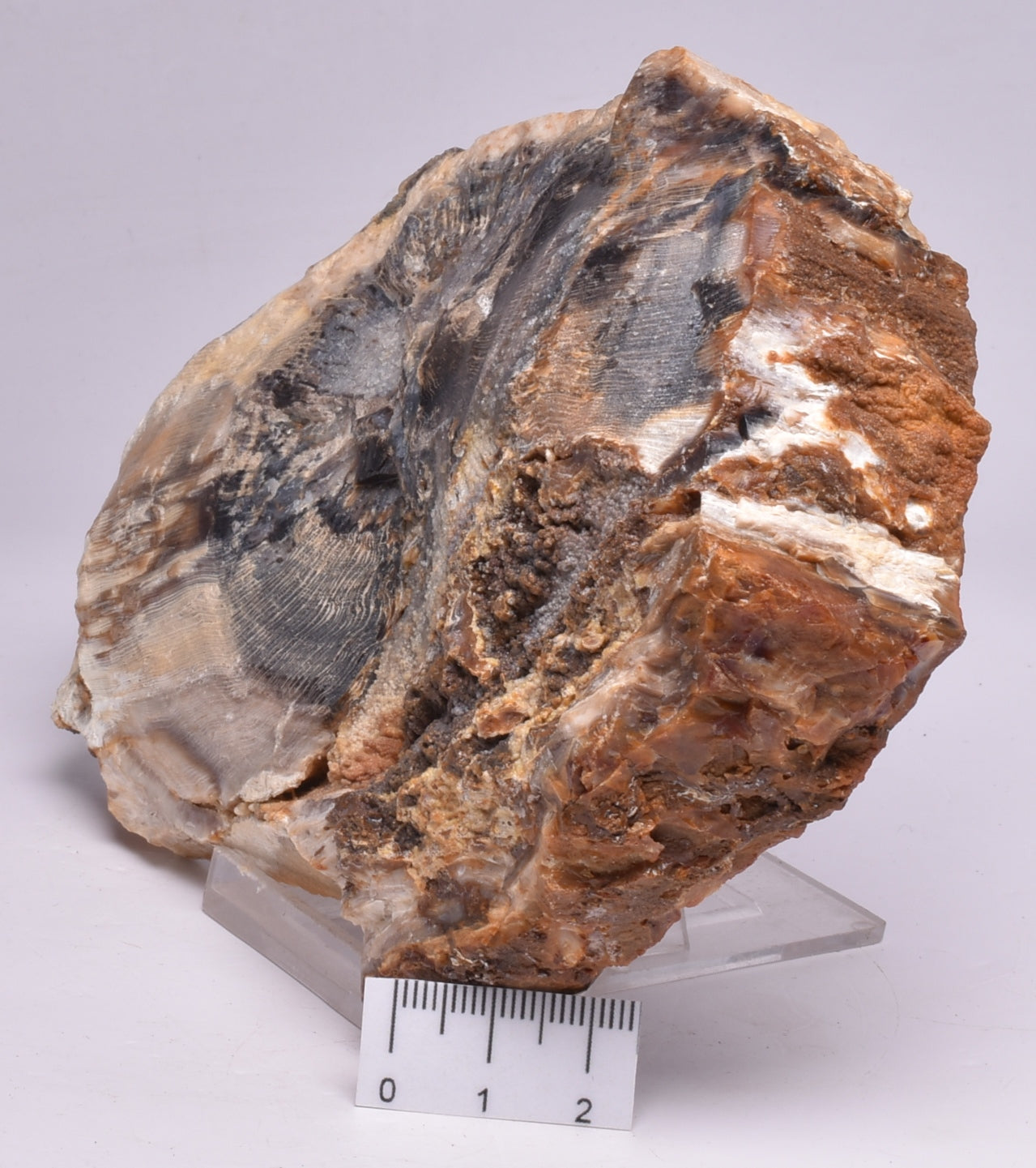 CASUARINA PETRIFIED FOSSIL WOOD, late Oligocene, Queensland Australia S79