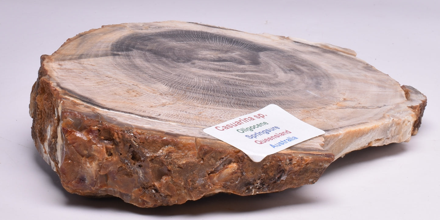 CASUARINA PETRIFIED FOSSIL WOOD, late Oligocene, Queensland Australia S79