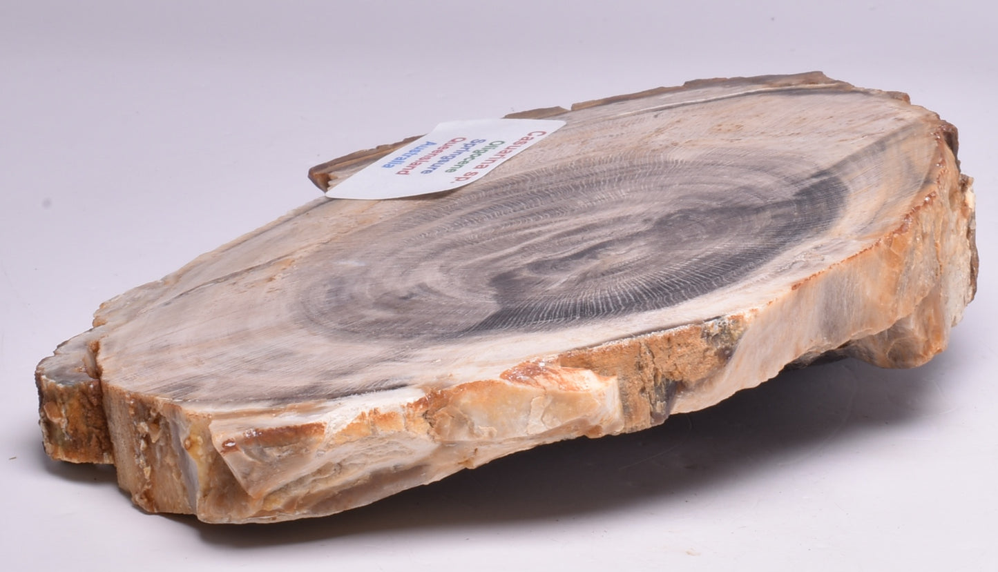 CASUARINA PETRIFIED FOSSIL WOOD, late Oligocene, Queensland Australia S79