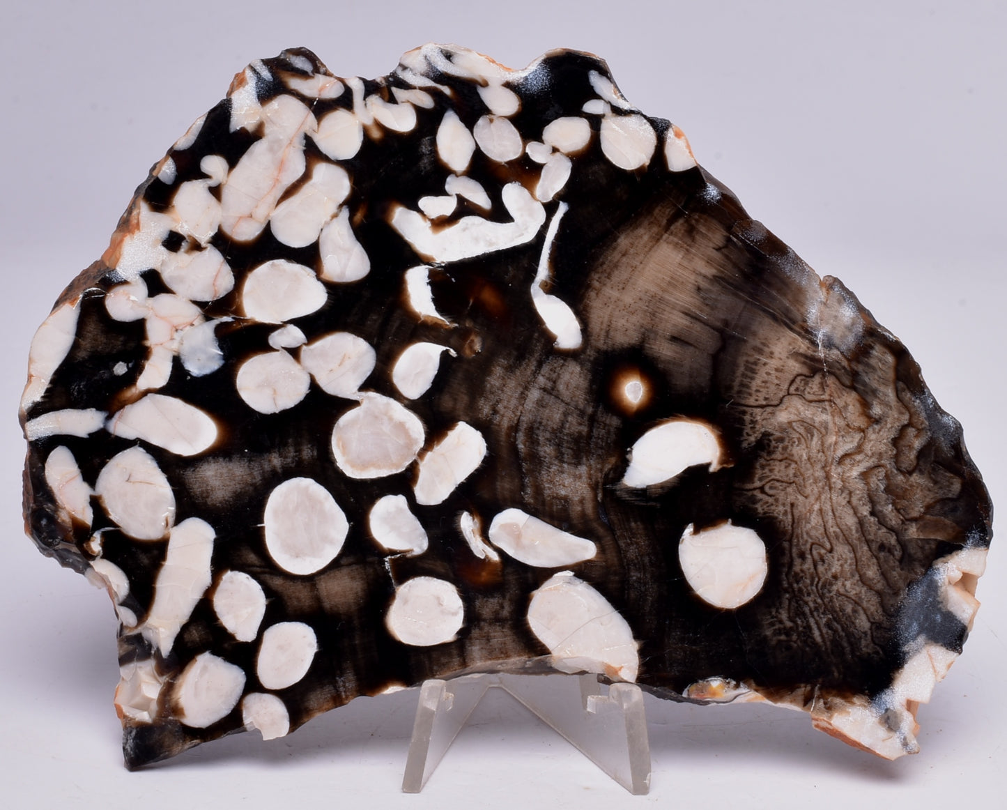 FOSSIL PEANUT WOOD SLICE, Western Australia S68