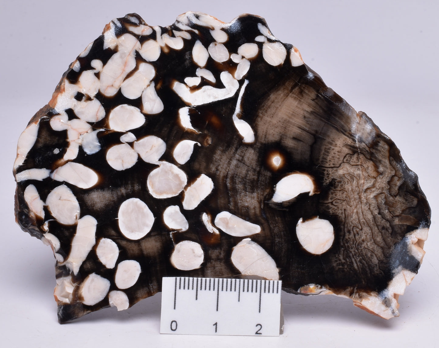 FOSSIL PEANUT WOOD SLICE, Western Australia S68