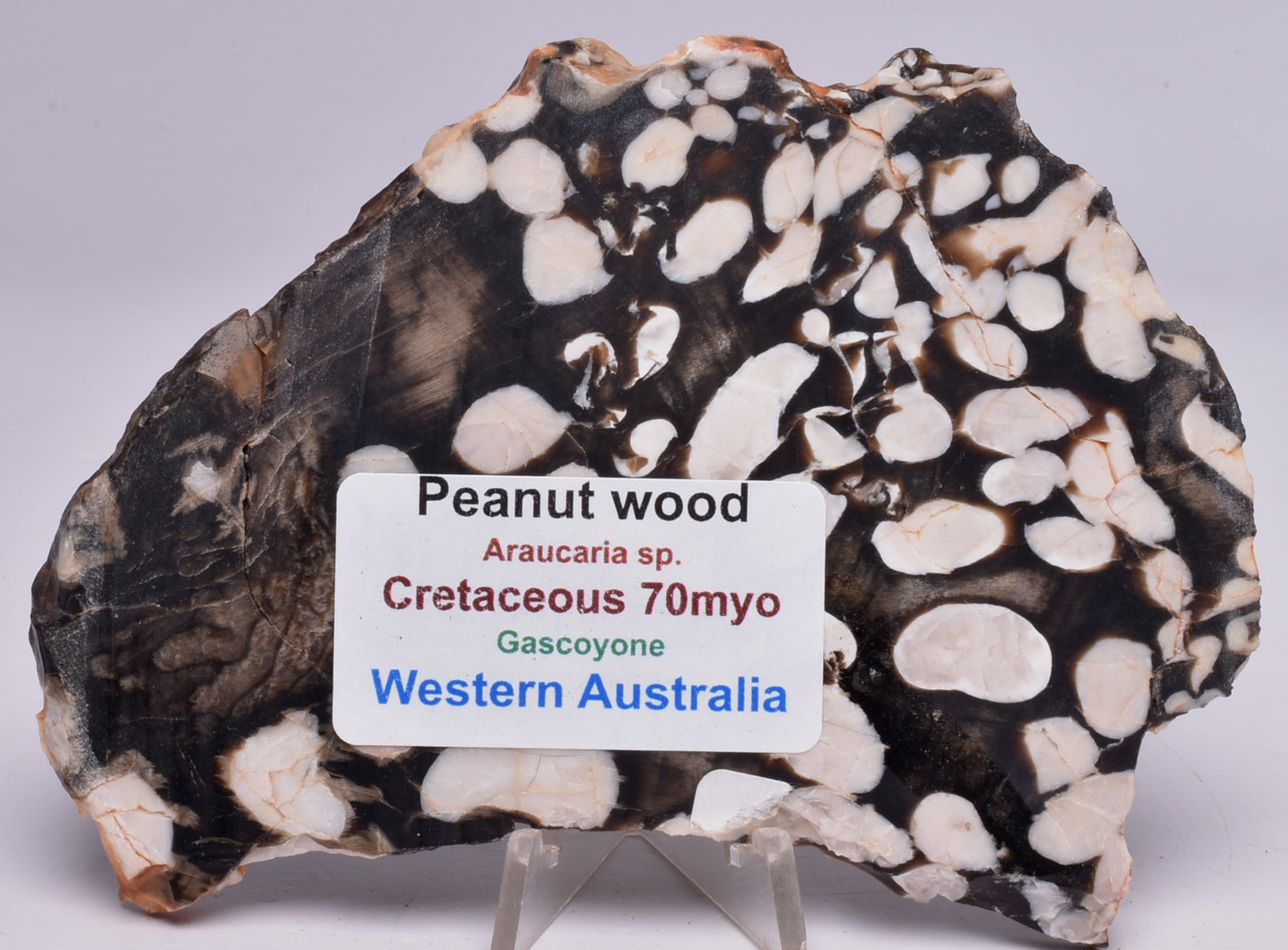 FOSSIL PEANUT WOOD SLICE, Western Australia S68