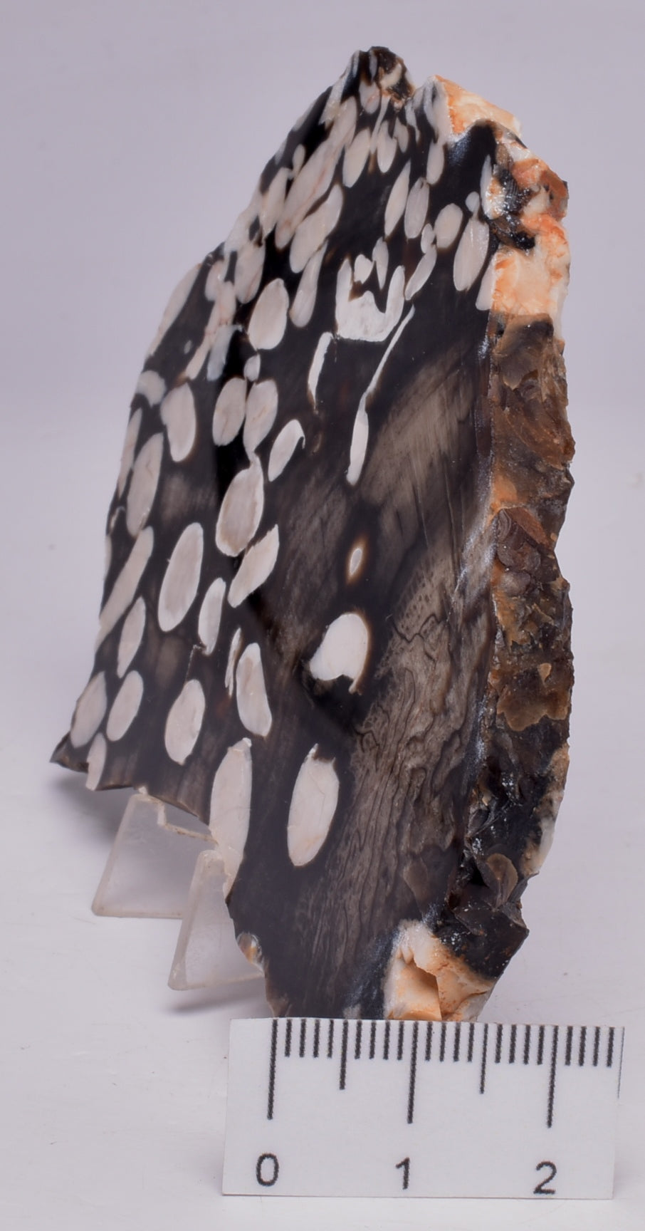 FOSSIL PEANUT WOOD SLICE, Western Australia S68