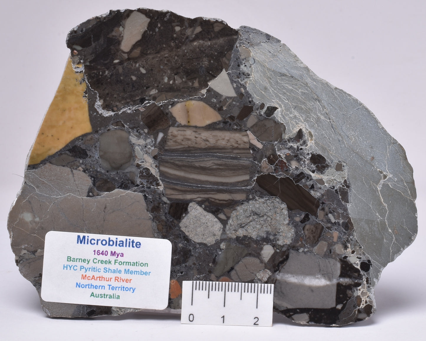 MICROBIALITE, STROMATOLITE, 1640 mya BARNEY CREEK FORMATION, McARTHUR RIVER, AUSTRALIA S109