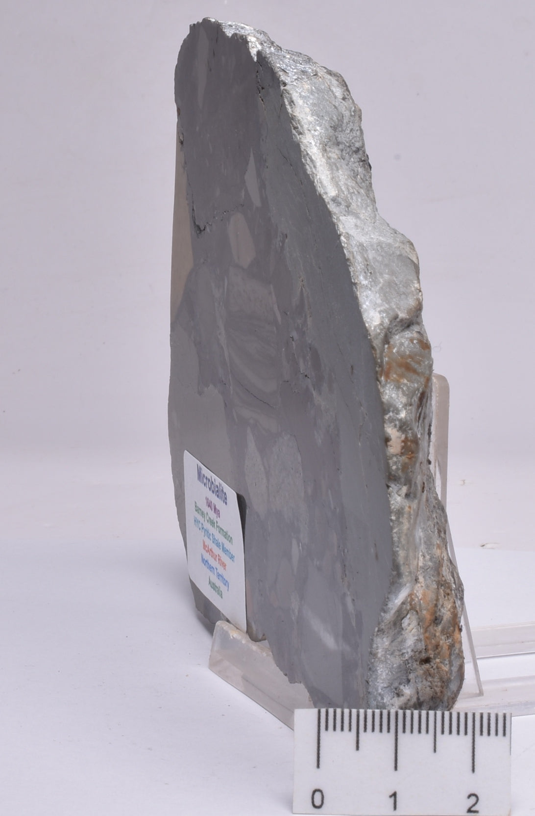 MICROBIALITE, STROMATOLITE, 1640 mya BARNEY CREEK FORMATION, McARTHUR RIVER, AUSTRALIA S109