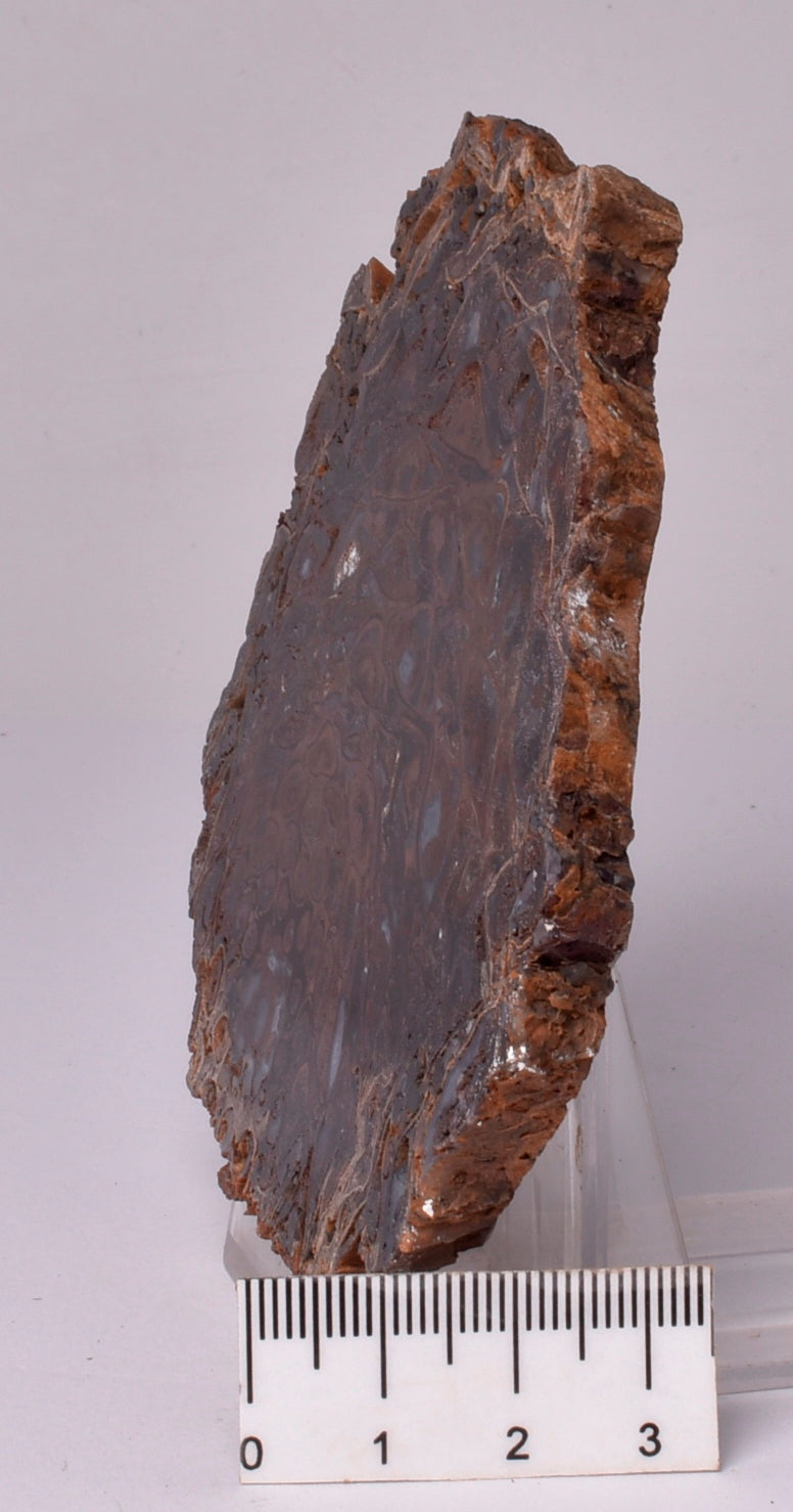 PALAEOSMUNDA WILLIAMSII Gould Plant Fossil Slice, QLD Australia S677