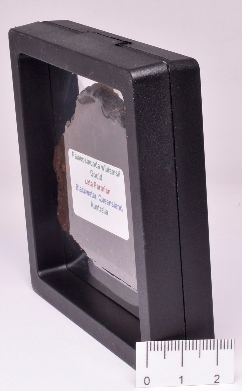 PALAEOSMUNDA WILLIAMSII Gould Plant Fossil Slice, QLD Australia S127