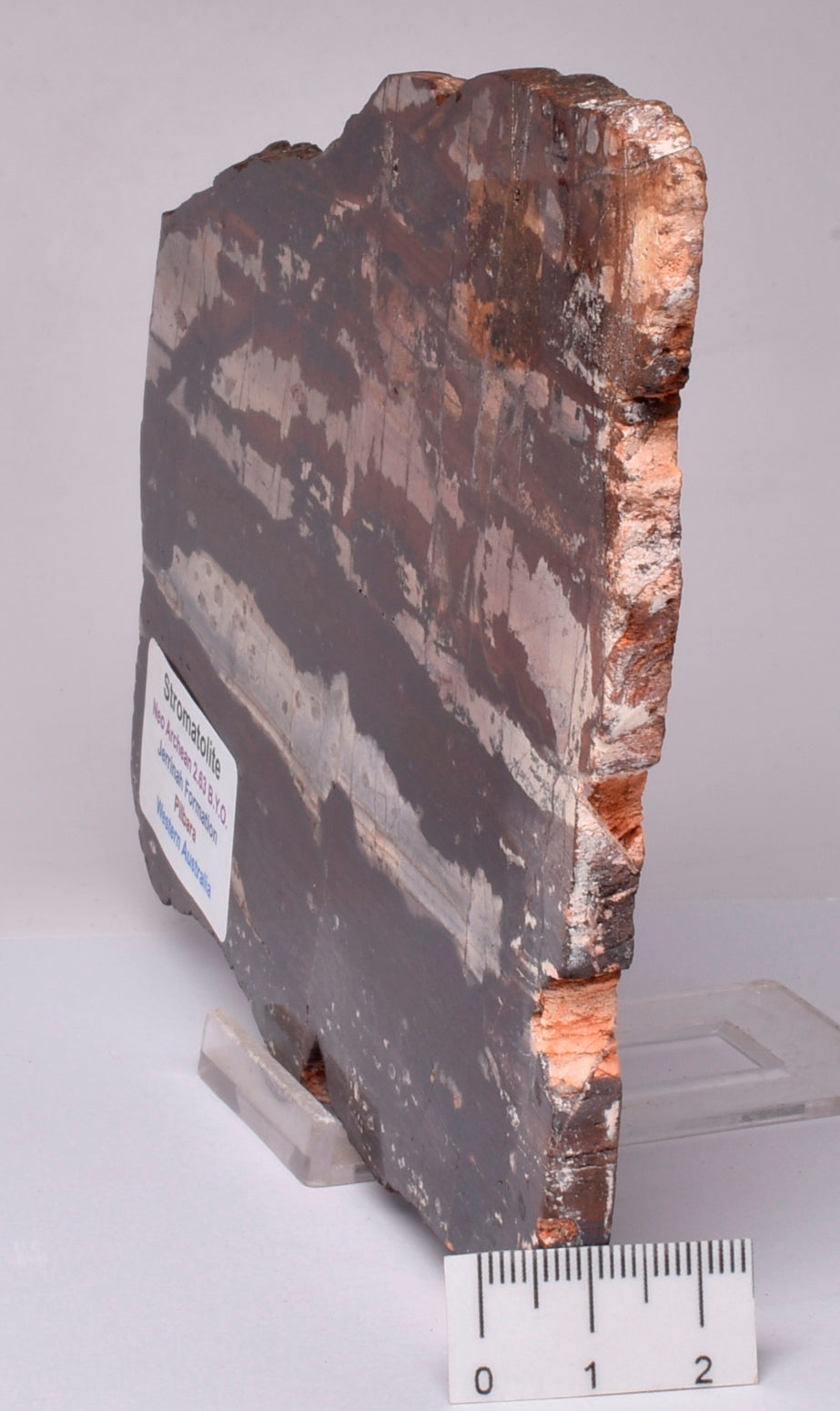 STROMATOLITE from the Jerrinah Formation, Pilbara, Western Australia S141