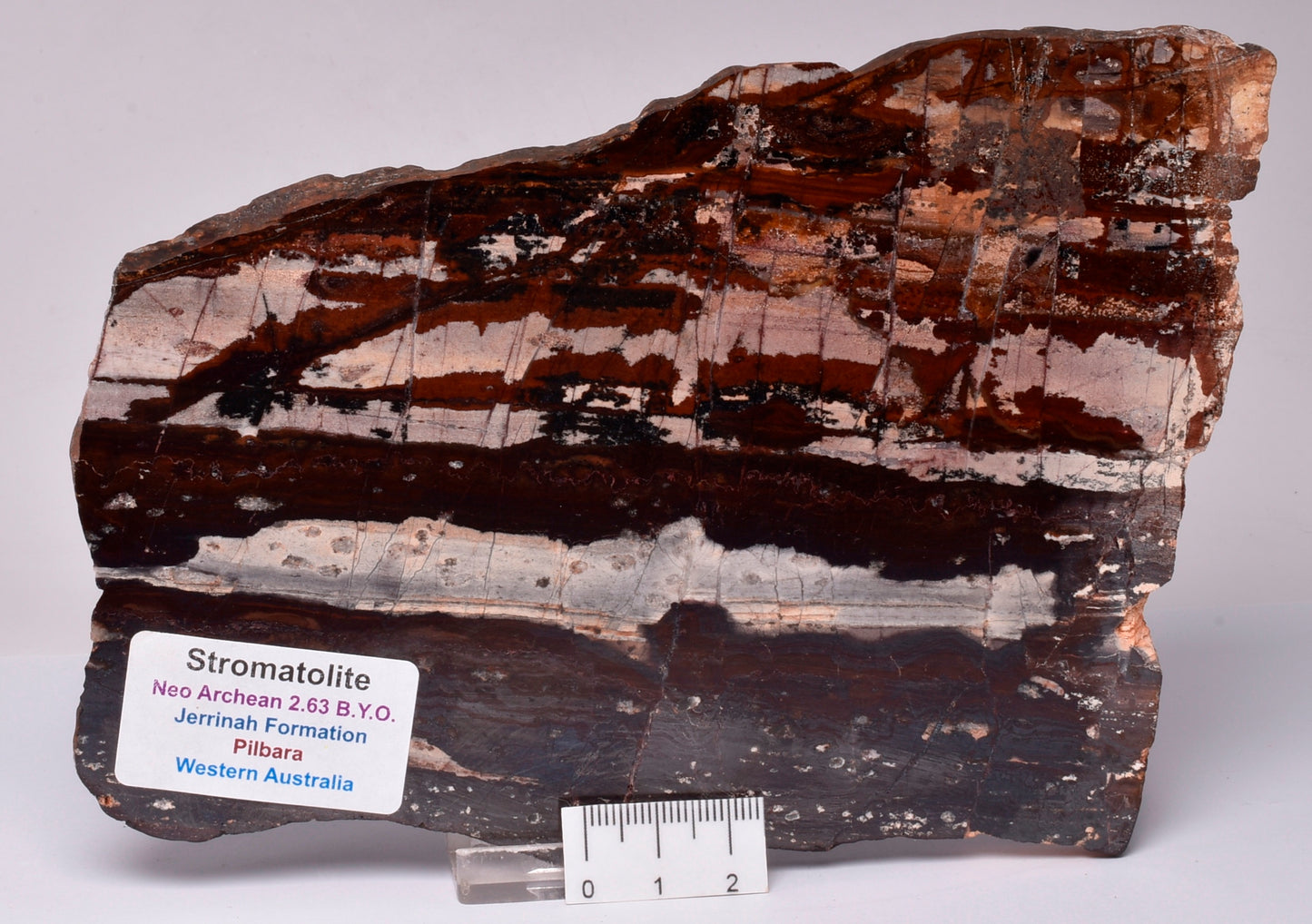 STROMATOLITE from the Jerrinah Formation, Pilbara, Western Australia S141