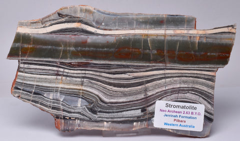 STROMATOLITE from the Jerrinah Formation, Pilbara, Western Australia S142