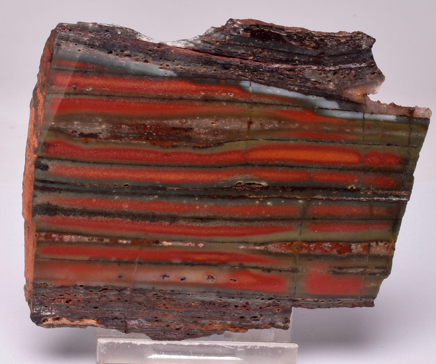 STROMATOLITE from the Jerrinah Formation, Pilbara, Western Australia S146