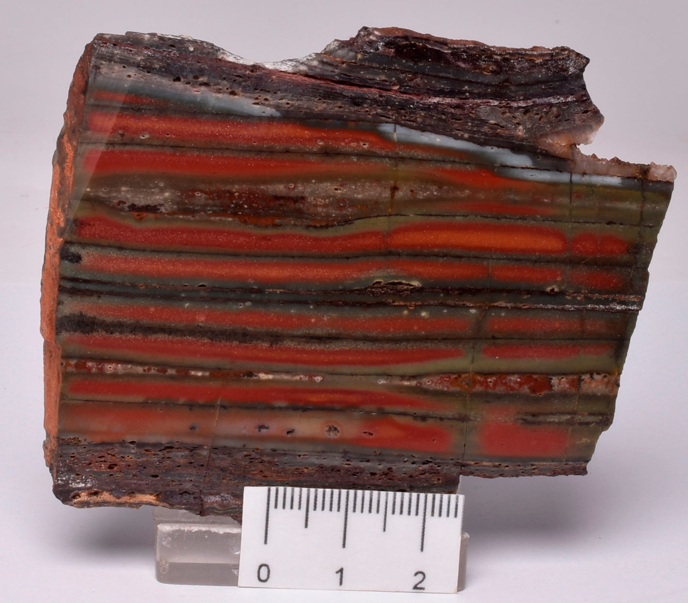 STROMATOLITE from the Jerrinah Formation, Pilbara, Western Australia S146