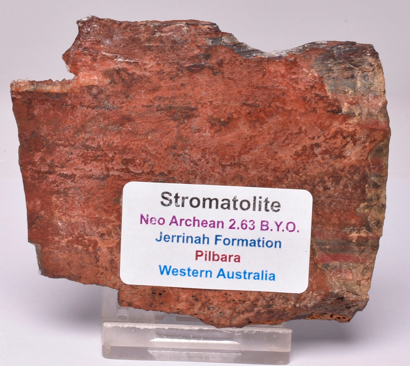STROMATOLITE from the Jerrinah Formation, Pilbara, Western Australia S146