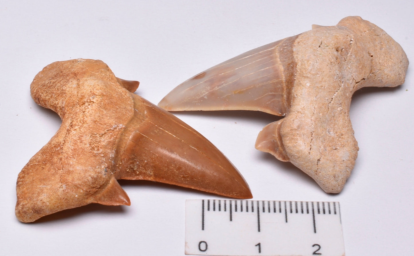 FOSSIL SHARK TEETH OTODUS OBLIQUUS F14