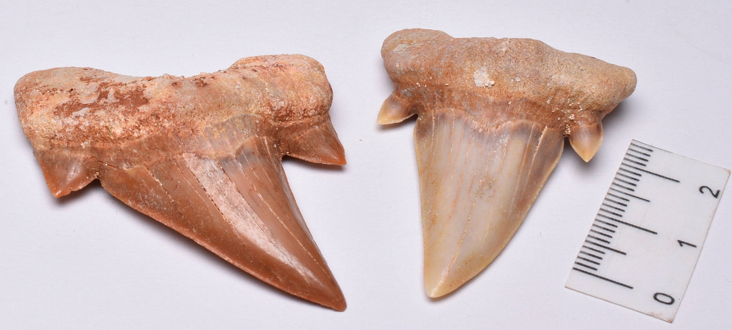 FOSSIL SHARK TEETH OTODUS OBLIQUUS F15