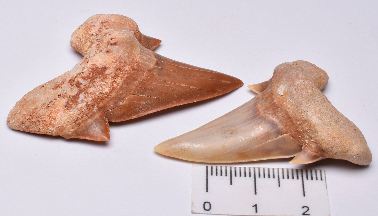 FOSSIL SHARK TEETH OTODUS OBLIQUUS F15