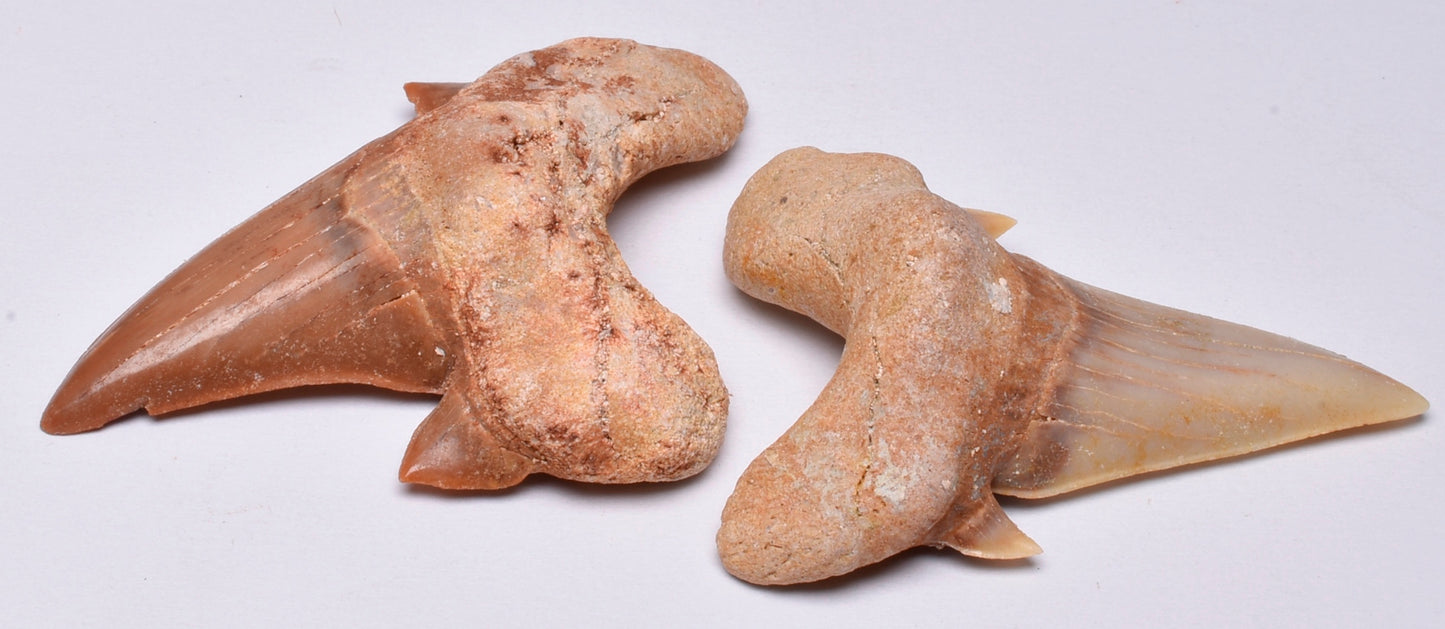 FOSSIL SHARK TEETH OTODUS OBLIQUUS F15