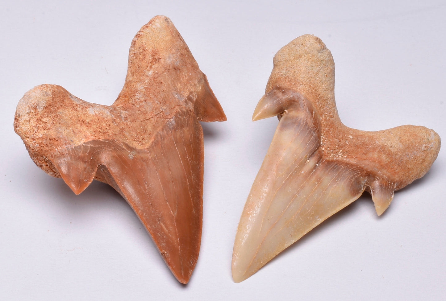 FOSSIL SHARK TEETH OTODUS OBLIQUUS F15