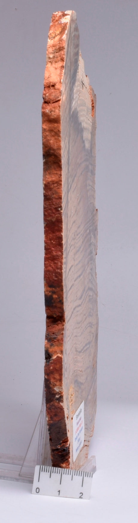 MICROBIAL MAT, Stromatolite STRELLEY POOL SLICE, S640