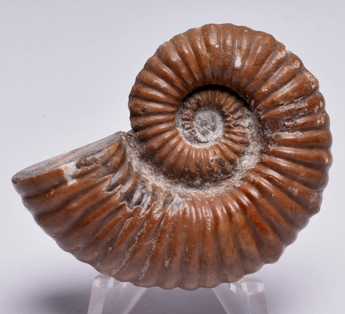 AMMONITE, Tropaeum jackii, WALSH RIVER, AUSTRALIA F149