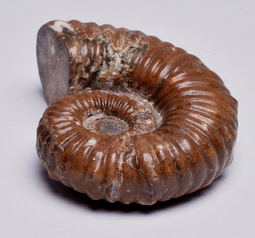 AMMONITE, Tropaeum jackii, WALSH RIVER, AUSTRALIA F149