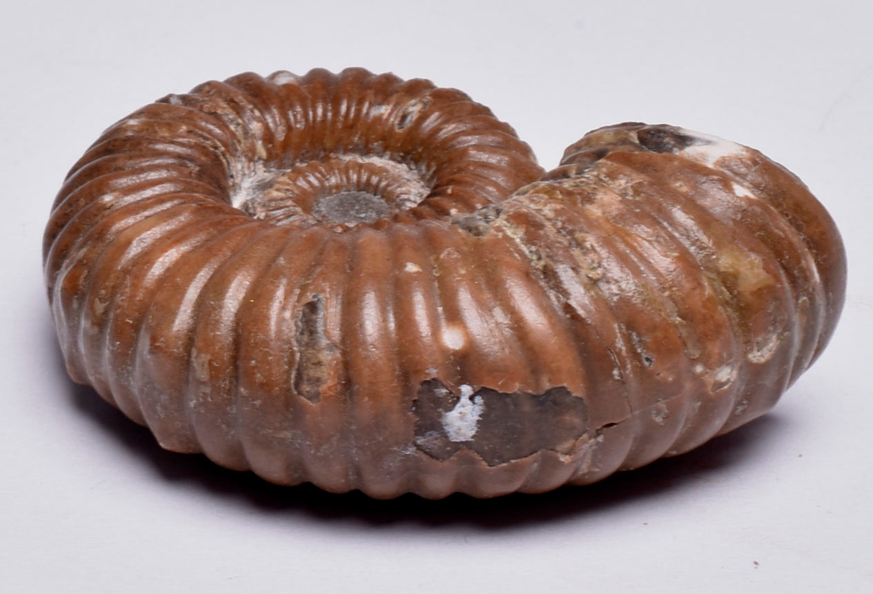 AMMONITE, Tropaeum jackii, WALSH RIVER, AUSTRALIA F149