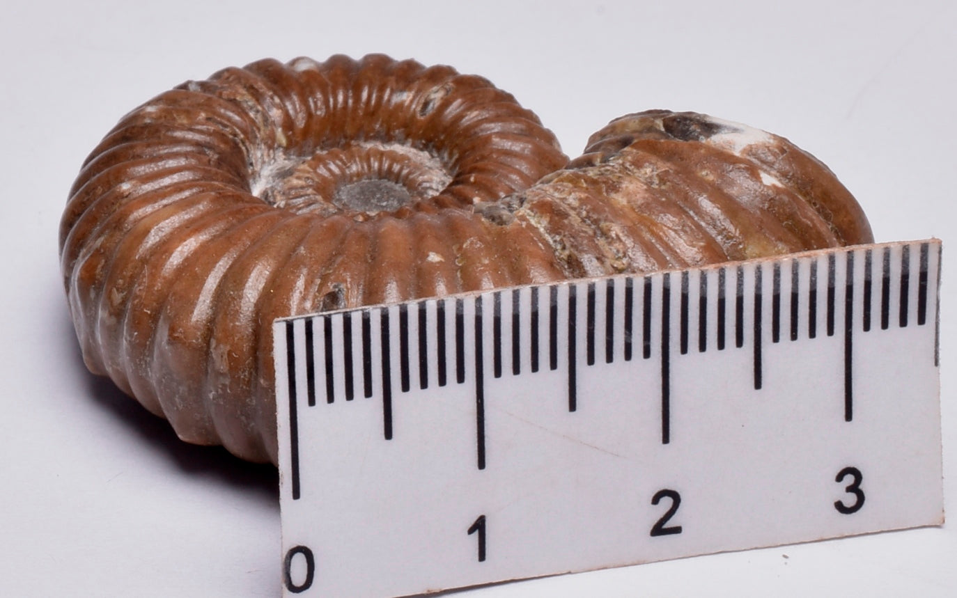 AMMONITE, Tropaeum jackii, WALSH RIVER, AUSTRALIA F149