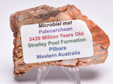 Stromatolite STRELLEY POOL SLICE, 3.4byo, Australia S277