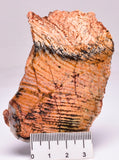 Stromatolite STRELLEY POOL SLICE, 3.4byo, Australia S276