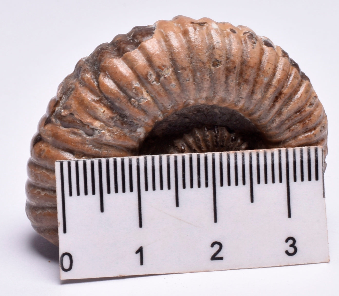 AMMONITE, Tropaeum jackii, WALSH RIVER, AUSTRALIA F149