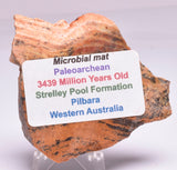 Stromatolite STRELLEY POOL SLICE, 3.4byo, Australia S278