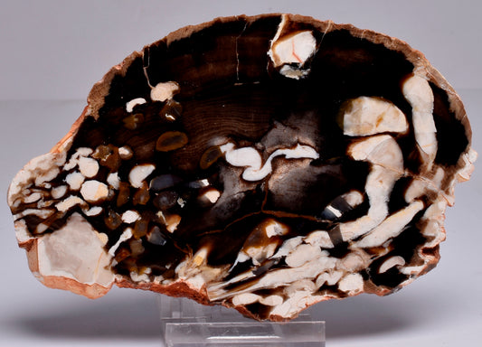 FOSSIL PEANUT WOOD SLICE, Western Australia S258