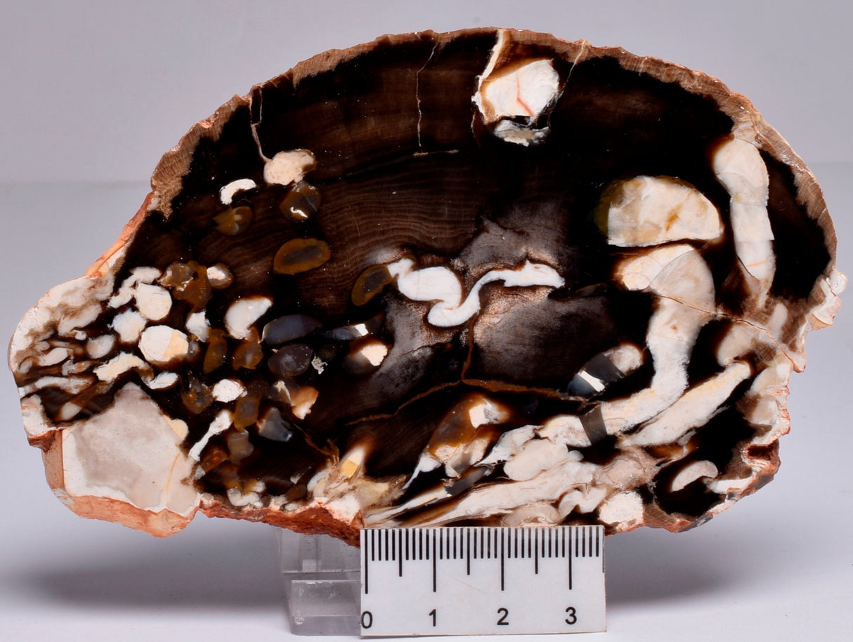 FOSSIL PEANUT WOOD SLICE, Western Australia S258