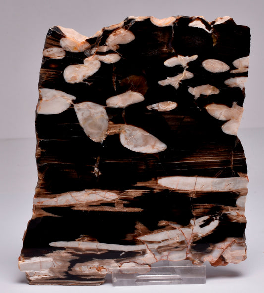 FOSSIL PEANUT WOOD SLICE, Western Australia S261