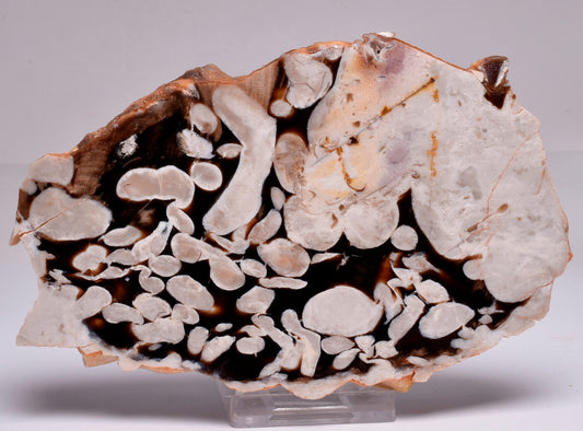 FOSSIL PEANUT WOOD SLICE, Western Australia S262